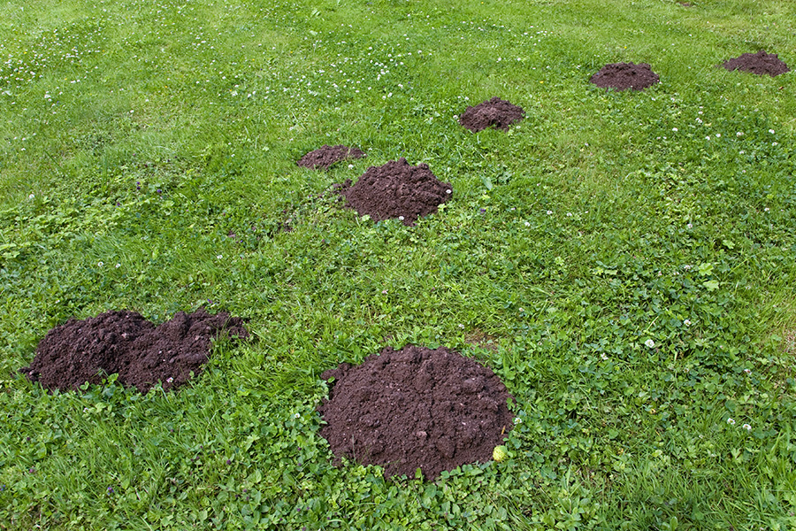 Mole & Rabbit Control York