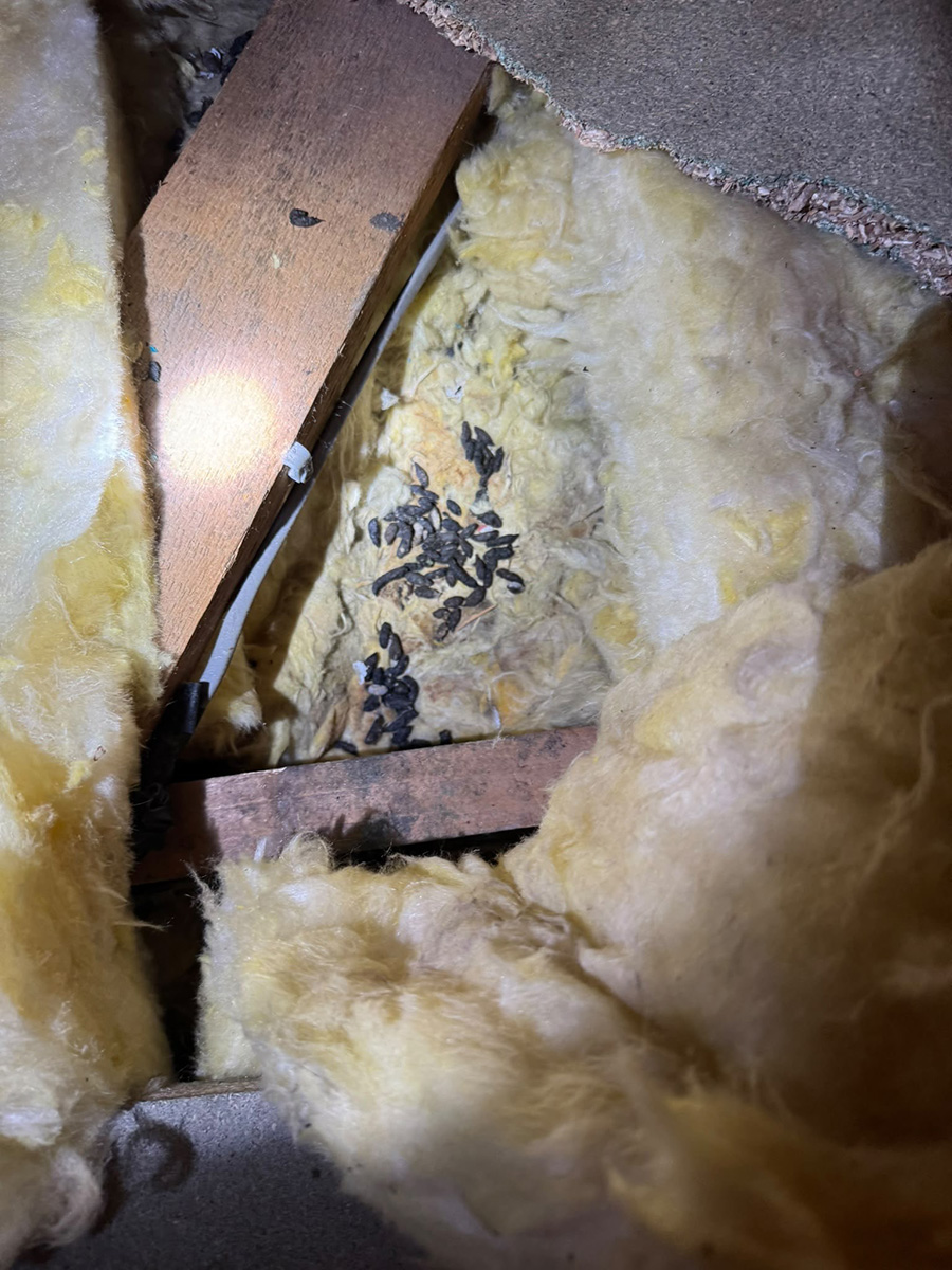 Rodent Control Services York